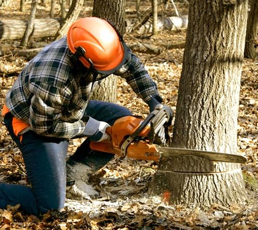 Tree Removal in Britt, MN